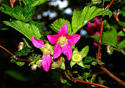 Rubus spectabilis